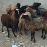 5راس شیشک دودندان ابستن