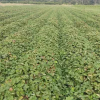 نهال توتفرنگی سابرینا