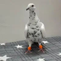 کفتر رنگه پرشی|پرنده|مشهد, تلگرد|دیوار