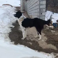 سگ نگهبان نژاد قدرجونی سن ۲سال|سگ|کالپوش, |دیوار