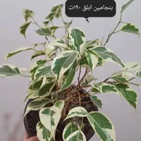 سانسوریا|گل و گیاه طبیعی|اهواز, کوی مهدیس|دیوار