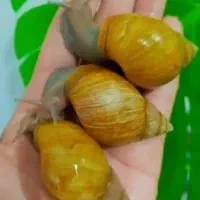 حلزون مولد و تخمگذار