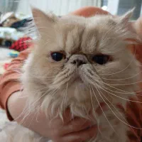 گربه پرشین اصیل|گربه|کرمانشاه, |دیوار