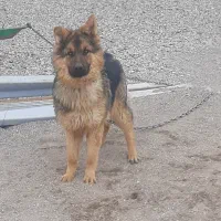 ژرمن نر  ۱ و نیم ساله|سگ|صوفیان, |دیوار