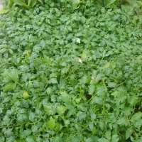 نهال اصلاح شده