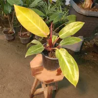 گل فیلودندرون پرتقالی گلدان ۱۷ ارسال رایگان + هدیه|گل و گیاه طبیعی|مشهد, خرم آباد|دیوار