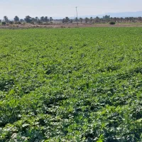 یک هکتار زمین اجاره برای سیب زمینی