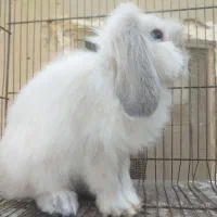 خرگوش لپ ..ماده هست