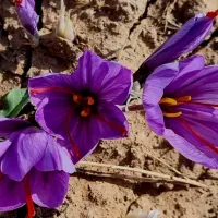 نیروی کار .کارگر وسرویس جهت گلچینی نیازمندیم