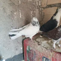 کفتر تهرونی نروماده و نر کله ای.دوکت.سوسکی|پرنده|اصفهان, دارک|دیوار