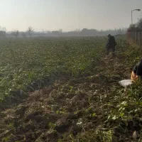 چغندر تازه و شیرین|لوازم جانبی حیوانات|میاندوآب, |دیوار