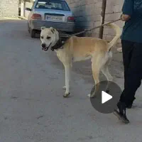 سگ۲ساله