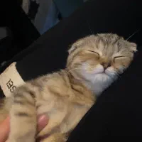 گربه اسکاتیش بریتیش|گربه|لاهیجان, شیخ زاهد|دیوار