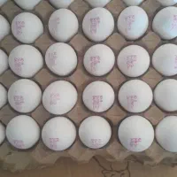 کارگر جهت مرغداری تخمی