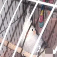 عروس هلندی دستی