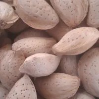 بادوم سنگی . مال خلیفه