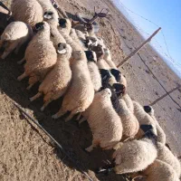 فروش ۲۰ راس میش بره|حیوانات مزرعه|راین, |دیوار