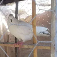 کفتر ماده تو دم دار سو دار