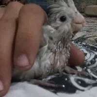 جوجه عروس هلندی