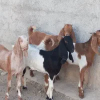 4راس کولارپاکستانی اصل دوقلو زا