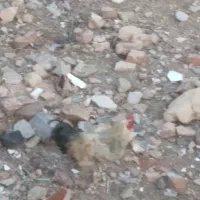 خروس محلی|حیوانات مزرعه|اسفراین, |دیوار