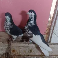 کبوتر خوشرنگ