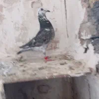 چند تا صید پرشی معاوضه هم دارم