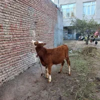 باسلام دوتا گوساله جوفتی ۹۰میلیون|حیوانات مزرعه|اردبیل, |دیوار