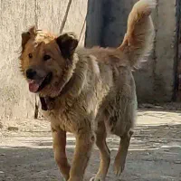 توله های سراب افغان