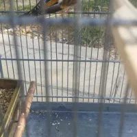 سهره قناری|پرنده|صباشهر, |دیوار