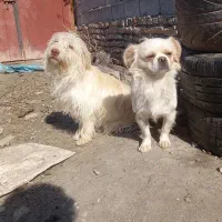 سگ پاکوتا شیتزو