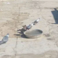 کفترافغانی