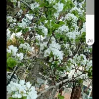 ویلا-باغ-باغچه-چهاردیواری-طبس-وحومه