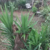 فروش گل یوکا|گل و گیاه طبیعی|زرگرشهر, |دیوار