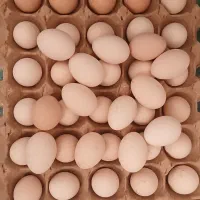 تخم مرغ تازه کوشین و مرندی