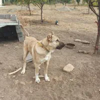 سگ سرابی نر|سگ|سقز, |دیوار