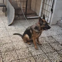 ژرمن ماده  گمشده