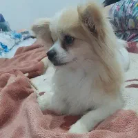 ماده پامرانین آپارتمانی