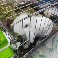 خرگوش لوپ دستی با وسایل