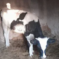 گوساله نر|حیوانات مزرعه|مود, |دیوار