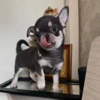 شیواوا تیکاپ دو سر خالص