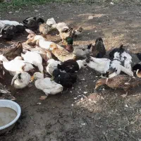 اردک های سالم