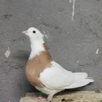 کبوتر خوشکل|پرنده|تربت جام, جامرود|دیوار