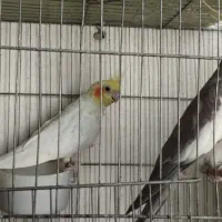 جفت عروس هلندی