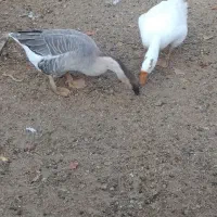 یک جفت غوقاز