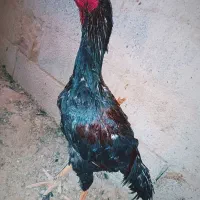 یک خروس و سه مرغ لاری 5ملیون