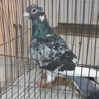 دو عدد کبوتر گرفته