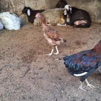 مرغ لاری|حیوانات مزرعه|رامیان, |دیوار