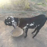 نربزپنجاب اصل لنگ سه قلوزا