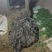 شتر مرغ